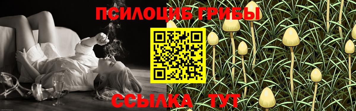 Псилоцибиновые грибы Psilocybe Ейск